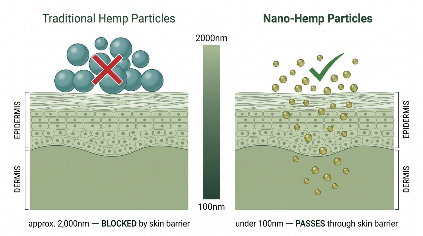 Traditional hemp particles blocked by skin barrier versus nano-hemp particles that pass through